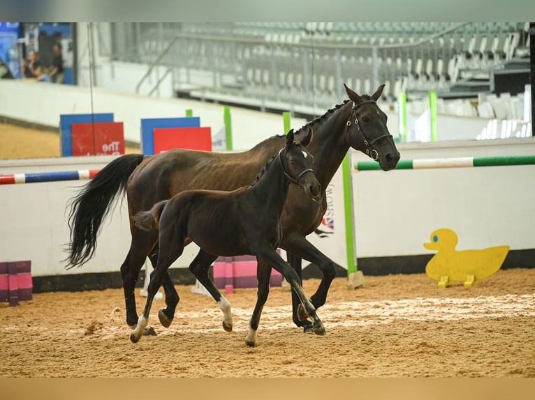 British Warmblood Mare Foal (05/2025) 16,2 hh Bay in CHESTER