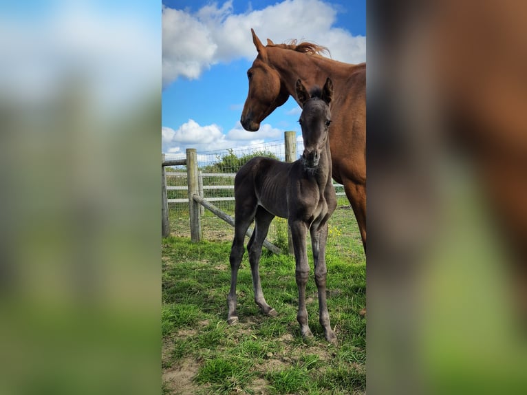 British Warmblood Mare Foal (06/2024) 16 hh Black in Pembrokeshire