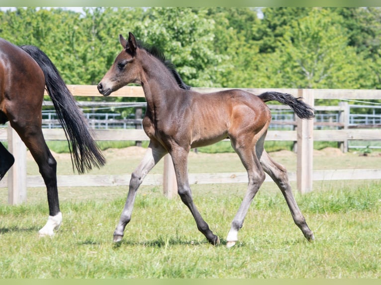 British Warmblood Mare  Bay in Norfolk