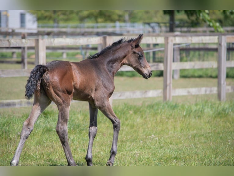 British Warmblood Mare  Bay in Norfolk