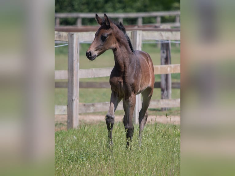 British Warmblood Mare  Bay in Norfolk