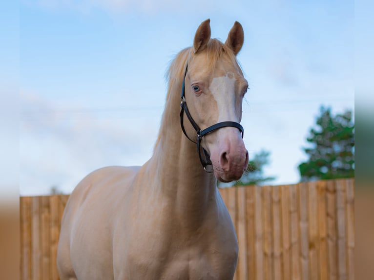 British Warmblood Stallion 11 years 15.2 hh Perlino in Llanfyllin