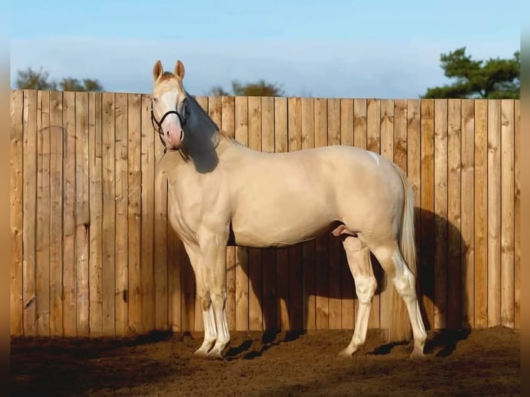 British Warmblood Stallion 11 years 15.2 hh Perlino in Llanfyllin