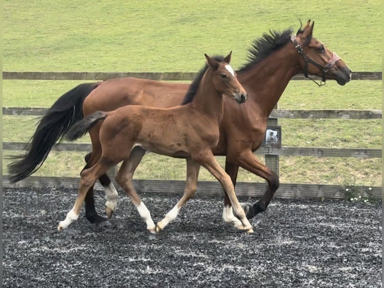 British Warmblood Stallion Foal (05/2024) 16,1 hh Brown-Light in Dover