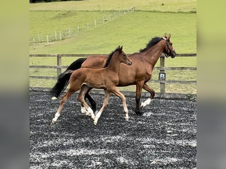 British Warmblood Stallion Foal (05/2024) 16,1 hh Brown-Light in Dover