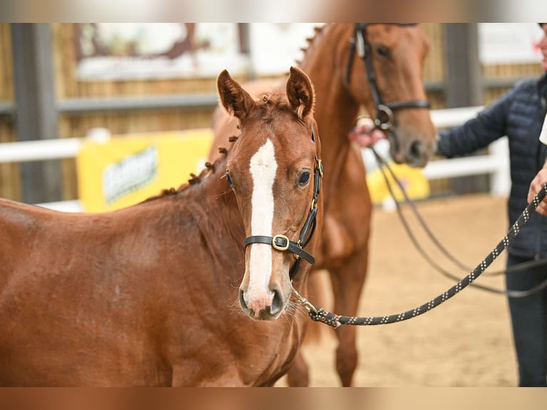 British Warmblood Stallion Foal (04/2025) 16,1 hh in Lancashire
