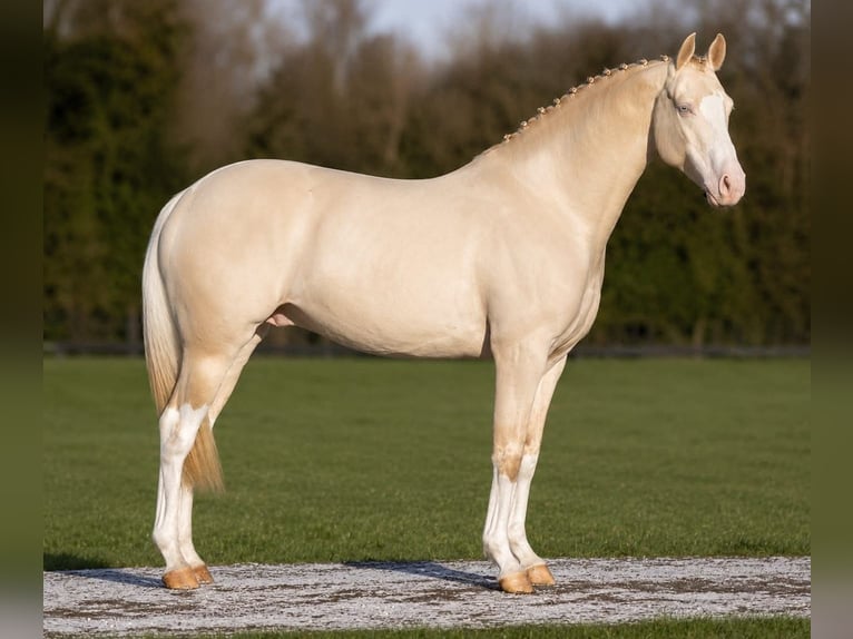 British Warmblood Stallone 11 Anni 158 cm Perlino in Llanfyllin