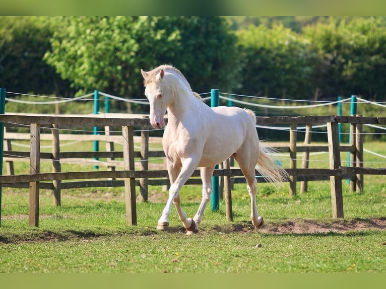 British Warmblood Stallone 11 Anni 158 cm Perlino in Llanfyllin
