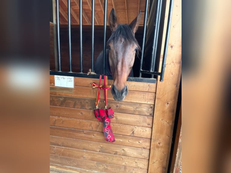 British Warmblood Stallone 11 Anni 166 cm Baio ciliegia in Eagleville