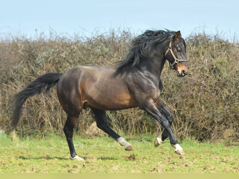 British Warmblood Mix Stallone 14 Anni 166 cm Baio scuro in Cornwall