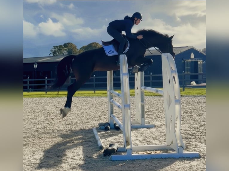 British Warmblood Stallone 6 Anni 166 cm Baio scuro in Kent