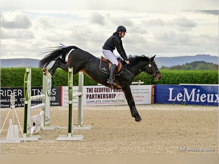 British Warmblood Stallone 6 Anni 166 cm Baio scuro in Kent