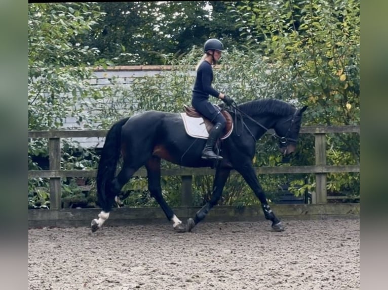 British Warmblood Stallone 6 Anni 166 cm Baio scuro in Kent