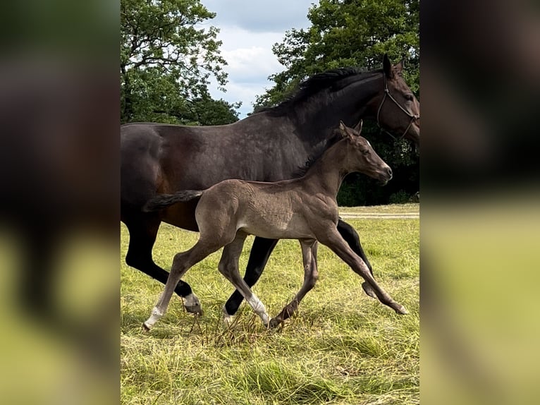 British Warmblood Stallone Puledri
 (06/2024) 168 cm Baio nero in Staffordshire