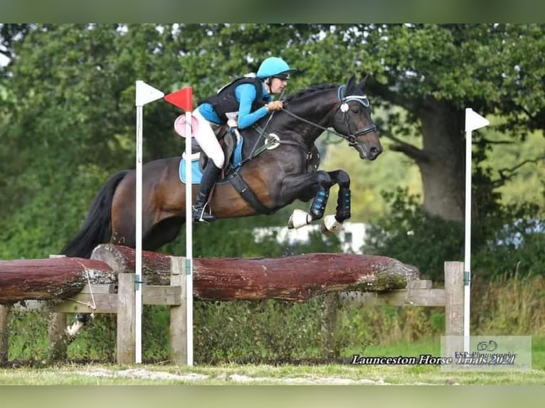 Brits warmbloed Mix Hengst 14 Jaar 166 cm Donkerbruin in Cornwall
