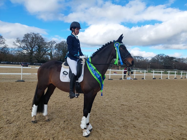 Brits warmbloed Mix Hengst 14 Jaar 166 cm Donkerbruin in Cornwall