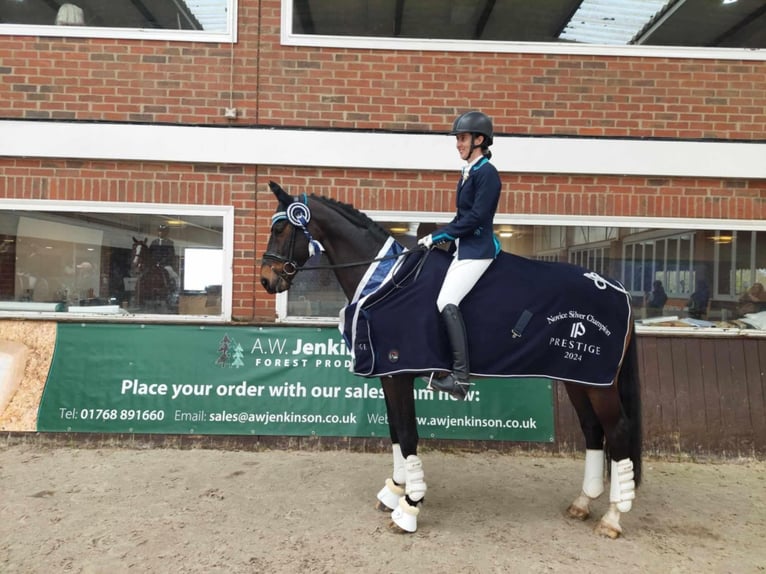 Brits warmbloed Mix Hengst 14 Jaar 166 cm Donkerbruin in Cornwall