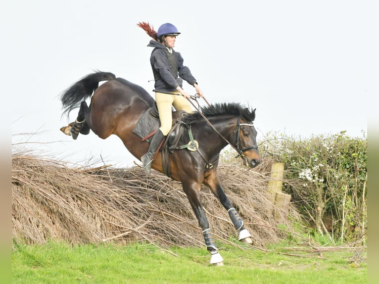 Brits warmbloed Mix Hengst 14 Jaar 166 cm Donkerbruin in Cornwall