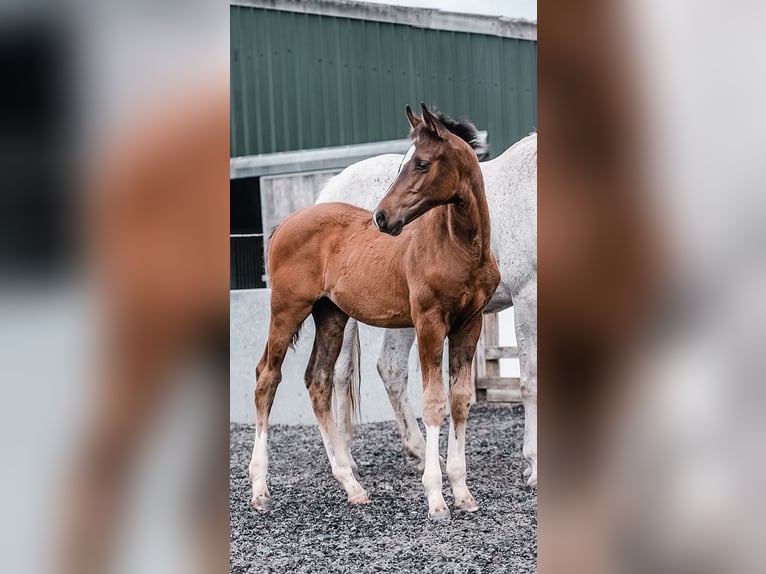 Brits warmbloed Hengst veulen (04/2024) 168 cm Roodbruin in Gloucester