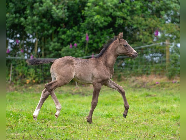 Brits warmbloed Hengst veulen (06/2024) 168 cm Zwartbruin in Staffordshire