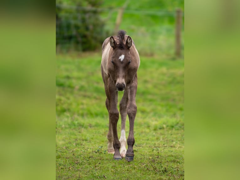 Brits warmbloed Hengst veulen (06/2024) 168 cm Zwartbruin in Staffordshire