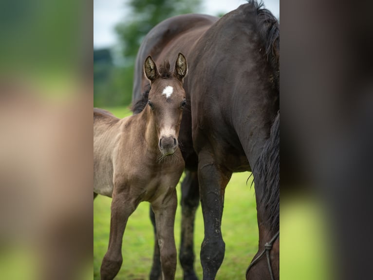 Brits warmbloed Hengst veulen (06/2024) 168 cm Zwartbruin in Staffordshire