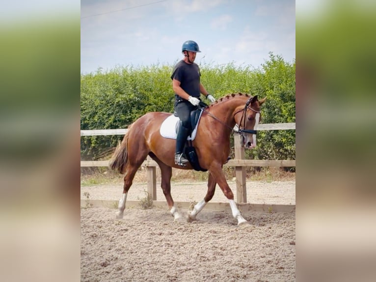 Brits warmbloed Merrie 10 Jaar 161 cm Donkere-vos in GRANTHAM, lincs