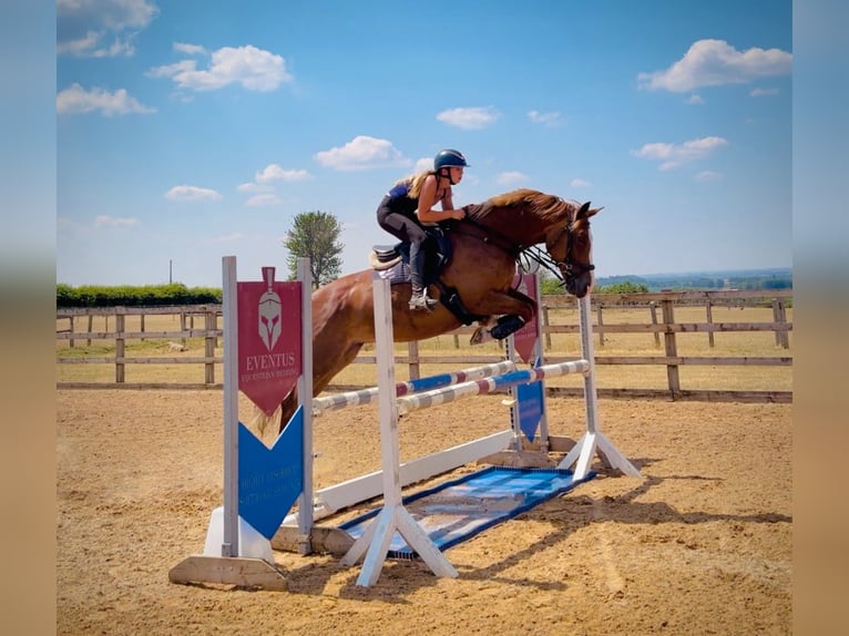 Brits warmbloed Merrie 10 Jaar 161 cm Donkere-vos in GRANTHAM, lincs