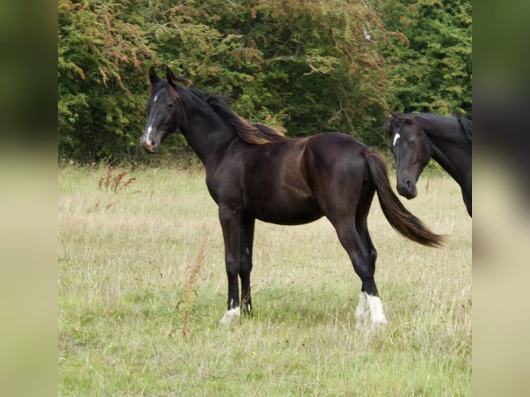 Brits warmbloed Merrie 1 Jaar 164 cm Zwart in CHESTER