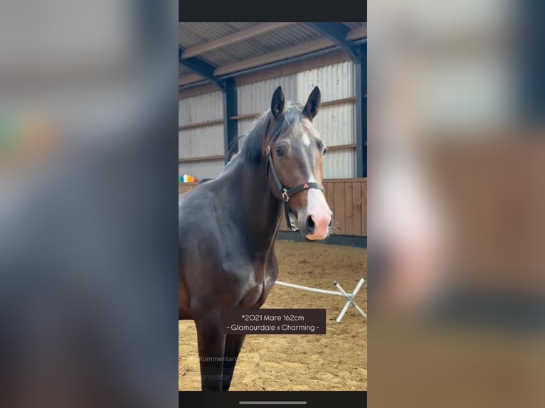 Brits warmbloed Merrie 3 Jaar 162 cm Donkerbruin in Hengelo