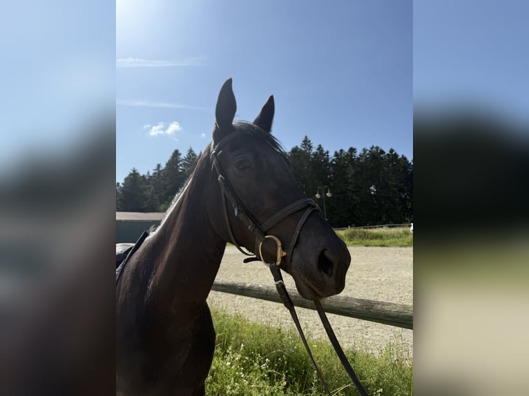 Brits warmbloed Merrie 3 Jaar 165 cm Zwart in Krauchenwies
