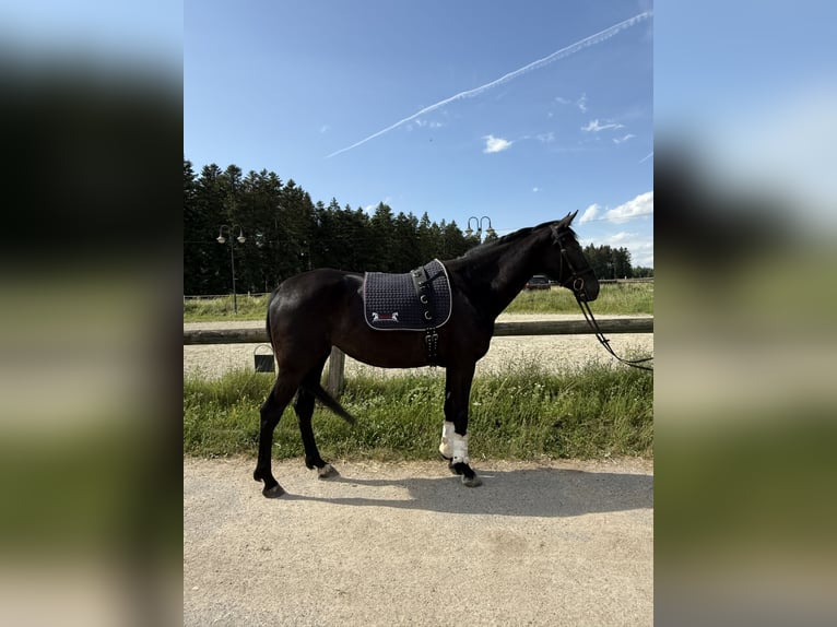 Brits warmbloed Merrie 3 Jaar 165 cm Zwart in Krauchenwies