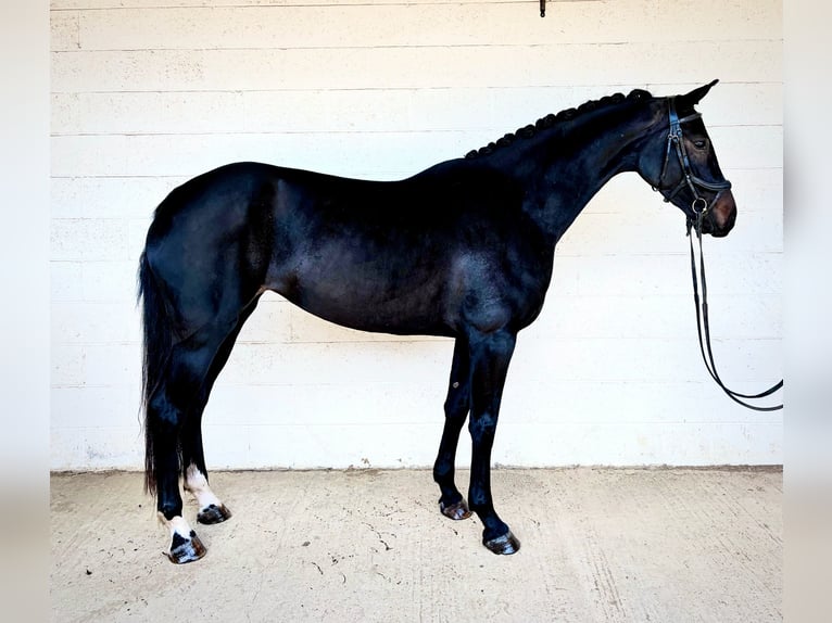 Brits warmbloed Merrie 4 Jaar 161 cm Roodbruin in Grantham, Lincs