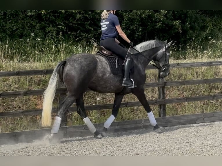 Brits warmbloed Merrie 4 Jaar 166 cm Schimmel in Devon