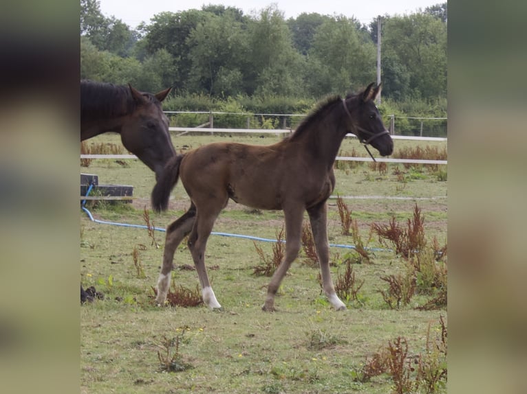 Brits warmbloed Merrie Veulen (05/2025) 169 cm Roodbruin in CHESTER