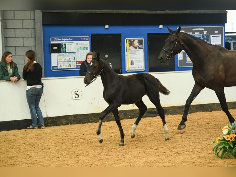 Brits warmbloed Merrie Veulen (05/2025) 169 cm Roodbruin in CHESTER