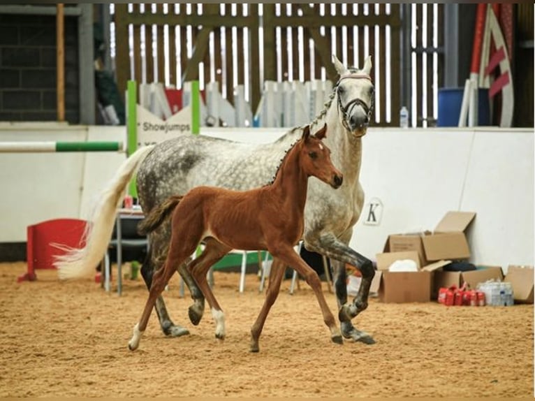 Brits warmbloed Merrie Veulen (07/2025) Roodbruin in wales