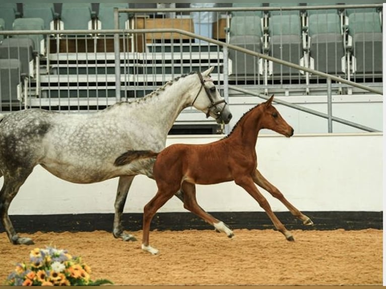 Brits warmbloed Merrie Veulen (07/2025) Roodbruin in wales
