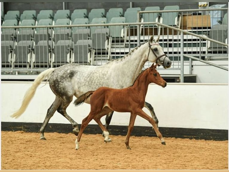 Brits warmbloed Merrie Veulen (07/2025) Roodbruin in wales