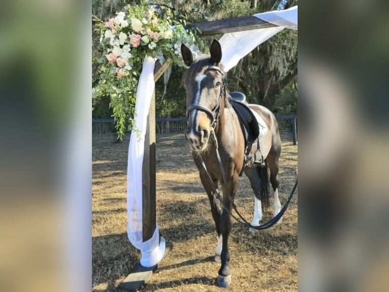 Brits warmbloed Ruin 10 Jaar 163 cm Roodbruin in Adamsville