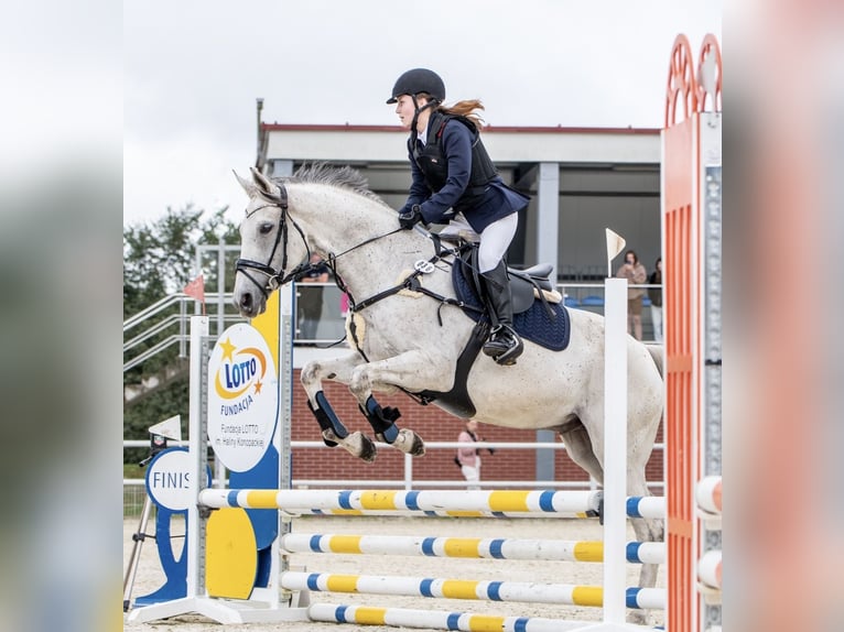 Brits warmbloed Ruin 12 Jaar 170 cm Schimmel in Lubin