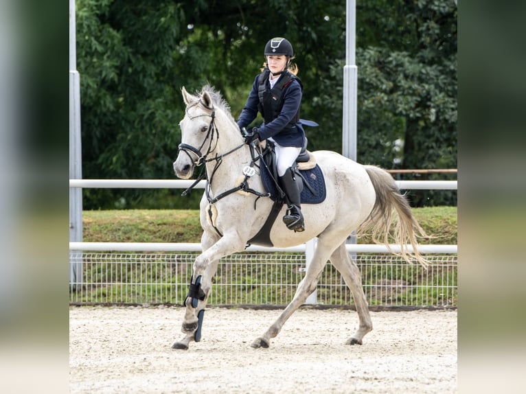Brits warmbloed Ruin 12 Jaar 170 cm Schimmel in Lubin
