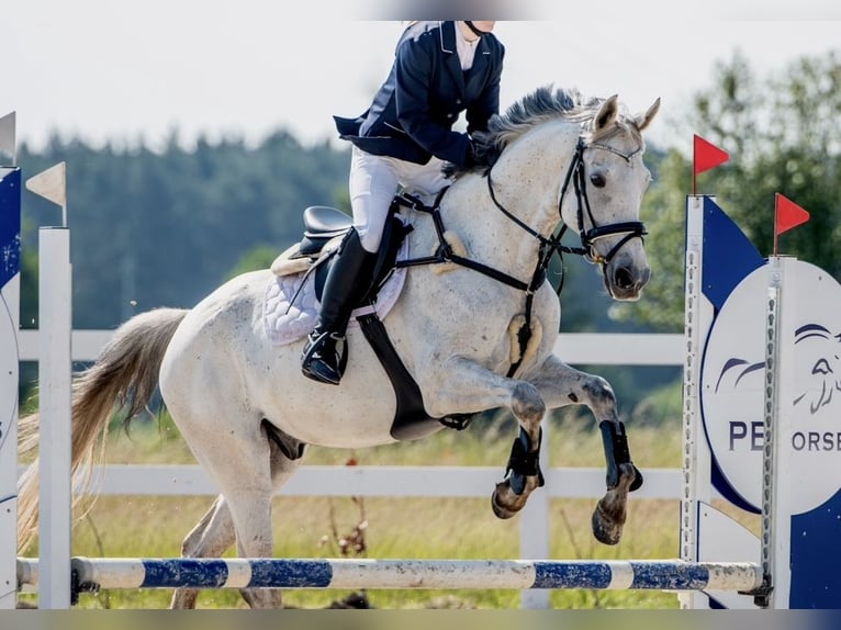 Brits warmbloed Ruin 12 Jaar 170 cm Schimmel in Lubin