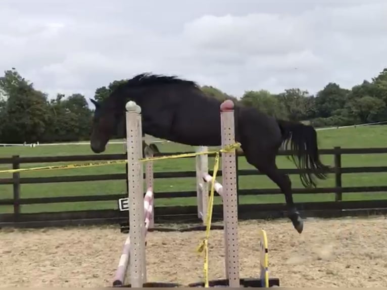 Brits warmbloed Ruin 4 Jaar 158 cm Donkerbruin in Albourne