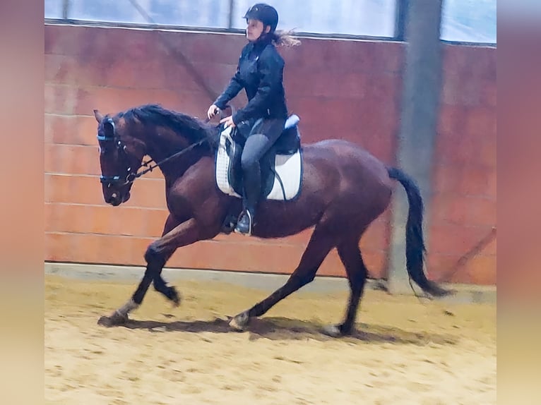 Brits warmbloed Ruin 5 Jaar 157 cm Bruin in Blomberg