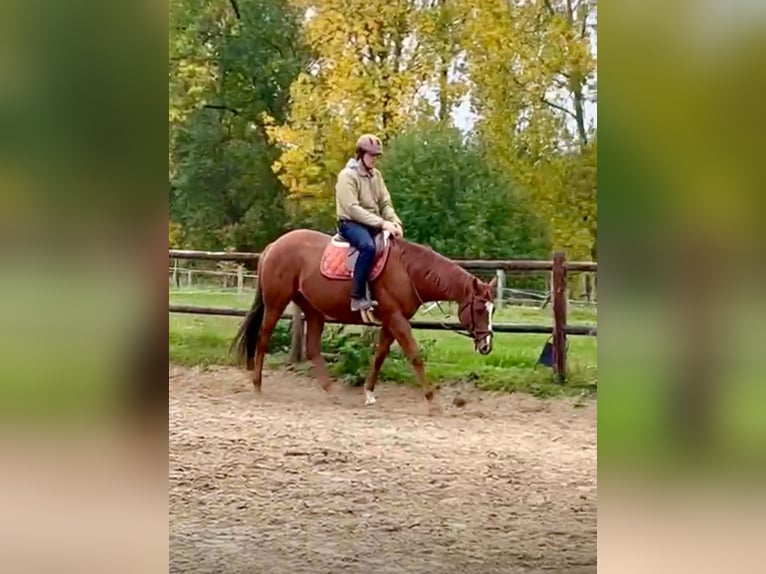 Brits warmbloed Ruin 7 Jaar 168 cm Vos in Erondegem