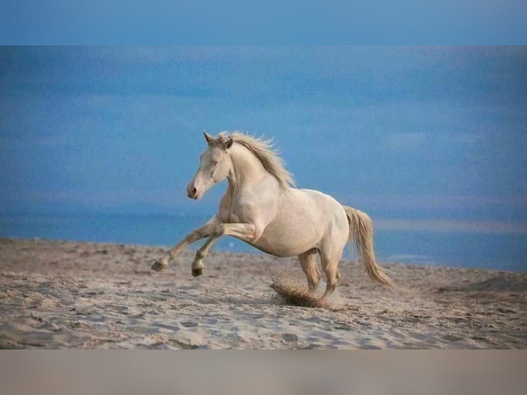 Brits warmbloed Ruin 8 Jaar Cremello in Kirchlinteln