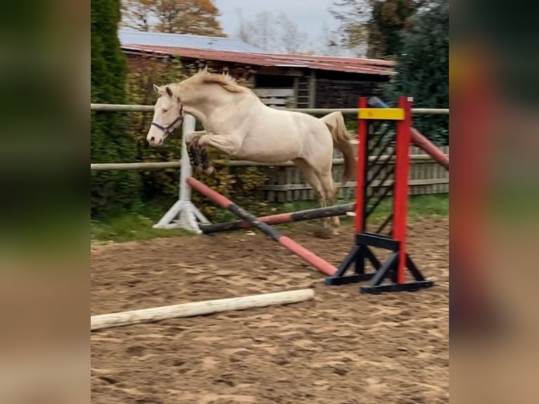 Brits warmbloed Ruin 8 Jaar Cremello in Kirchlinteln