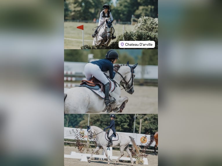Brits warmbloed Ruin 9 Jaar 168 cm Wit in Osnabrück