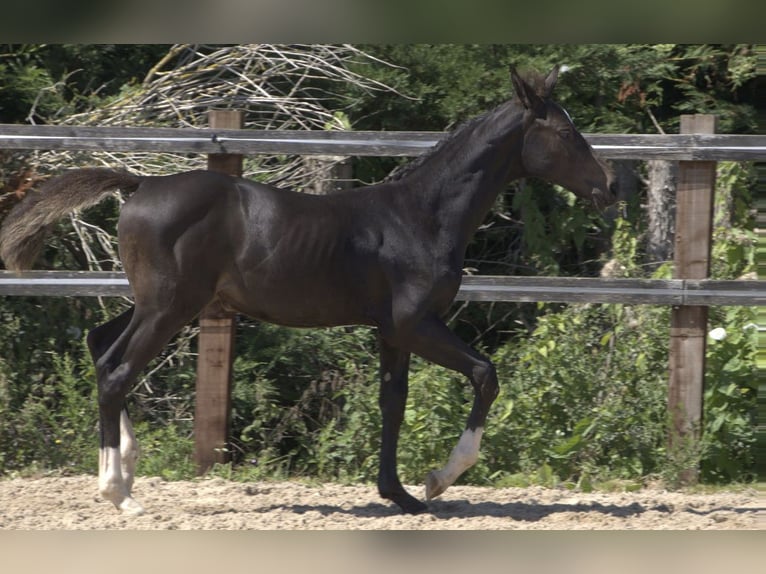 Brytyjski koń gorącokrwisty Klacz 1 Rok 168 cm Gniada in Nazeing